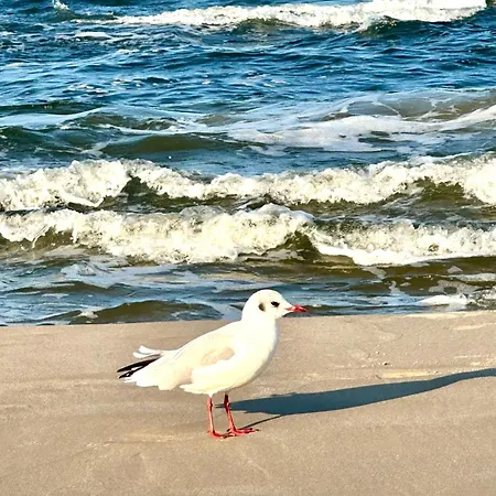 Suedwind Nr 05 - Usedom, Strandnah, Schwimmbad, Sauna, Parkplatz, Wlan, Und Balkon